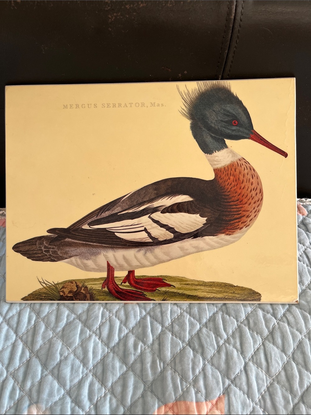 Vintage-style Mergus Serrator Duck Art Print - Multicolor